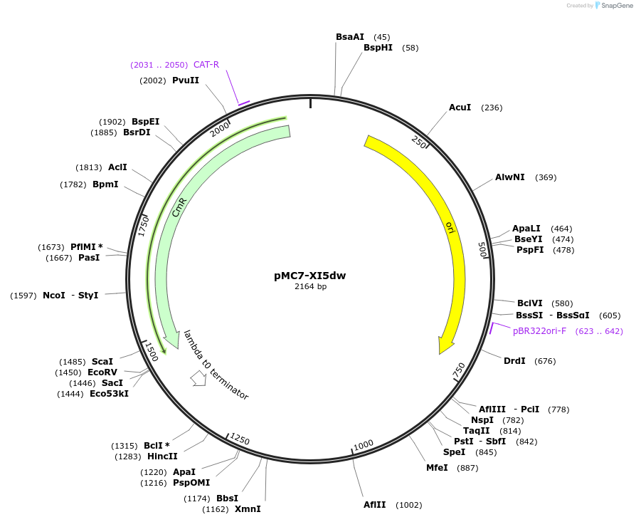 176173-plasmid-map-sequence-id-346222