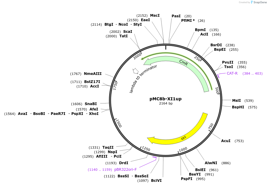 176166-plasmid-map-sequence-id-346227