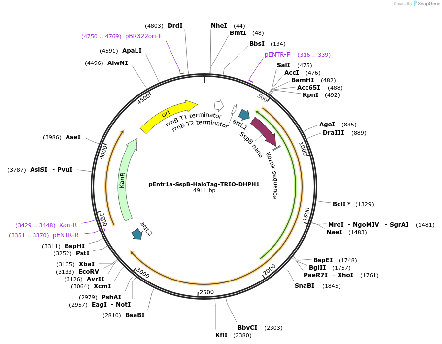 176133-plasmid-map-sequence-id-346236