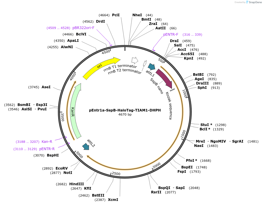 176134-plasmid-map-sequence-id-346237