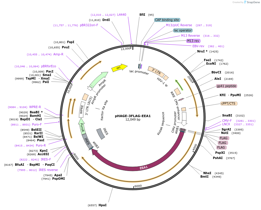 176491-plasmid-map-sequence-id-346242