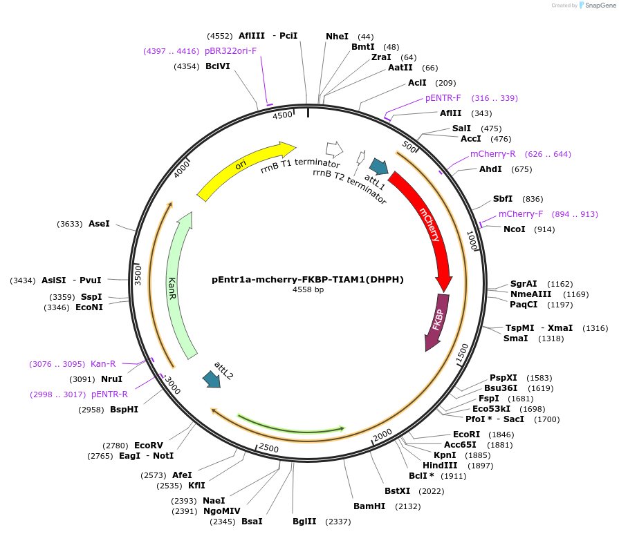 176135-plasmid-map-sequence-id-346249