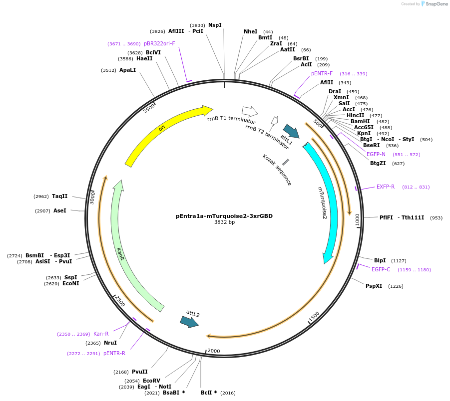176137-plasmid-map-sequence-id-346254