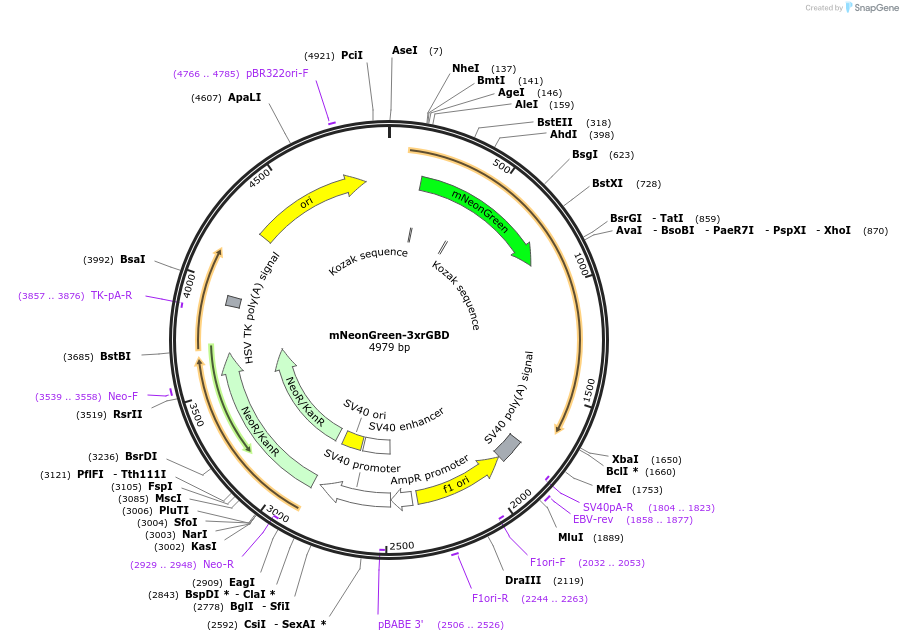 176091-plasmid-map-sequence-id-346255
