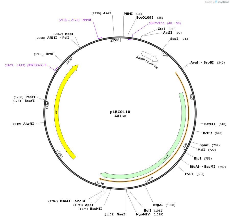 172790-plasmid-map-sequence-id-346256