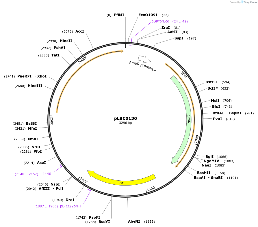172792-plasmid-map-sequence-id-346258
