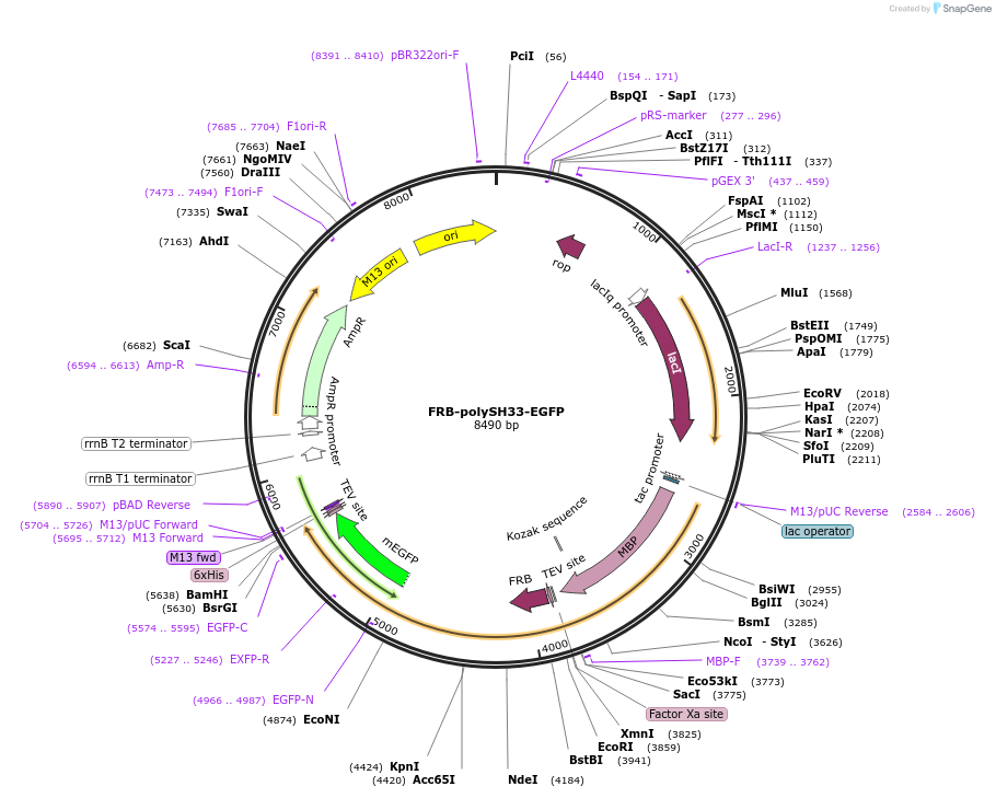 175792-plasmid-map-sequence-id-346284