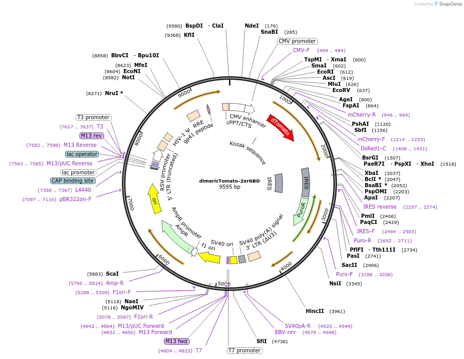 176098-plasmid-map-sequence-id-346290