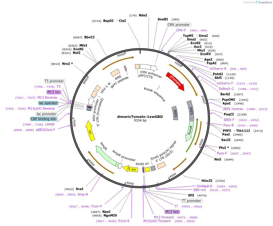 176099-plasmid-map-sequence-id-346291