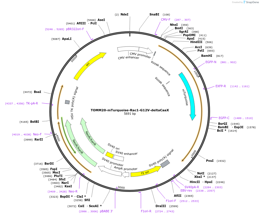 176124-plasmid-map-sequence-id-346324