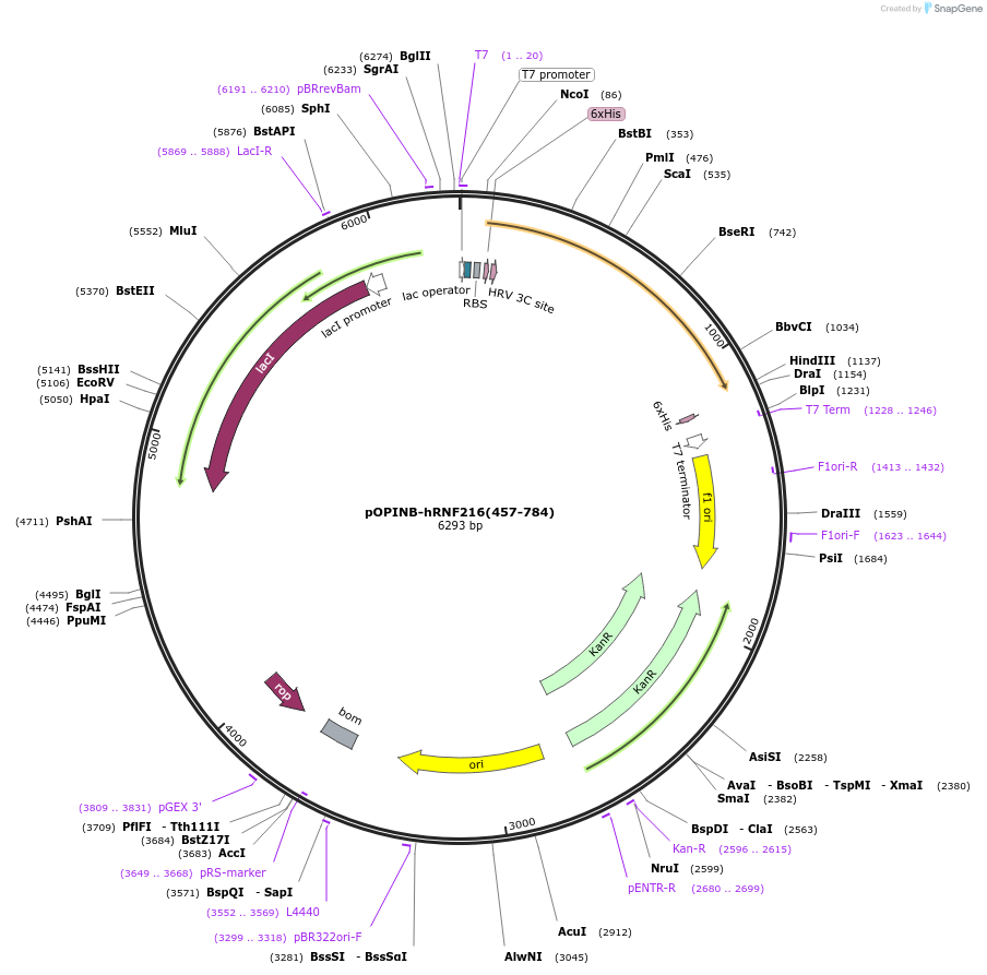 171922-plasmid-map-sequence-id-346327
