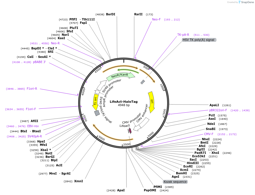 176105-plasmid-map-sequence-id-346330