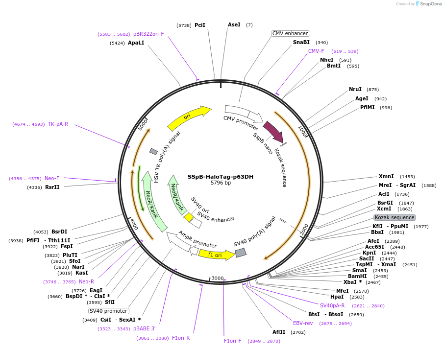 176116-plasmid-map-sequence-id-346332