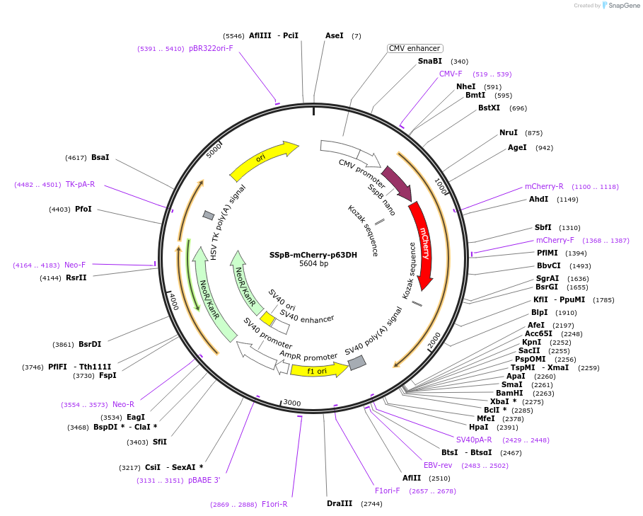 176112-plasmid-map-sequence-id-346333