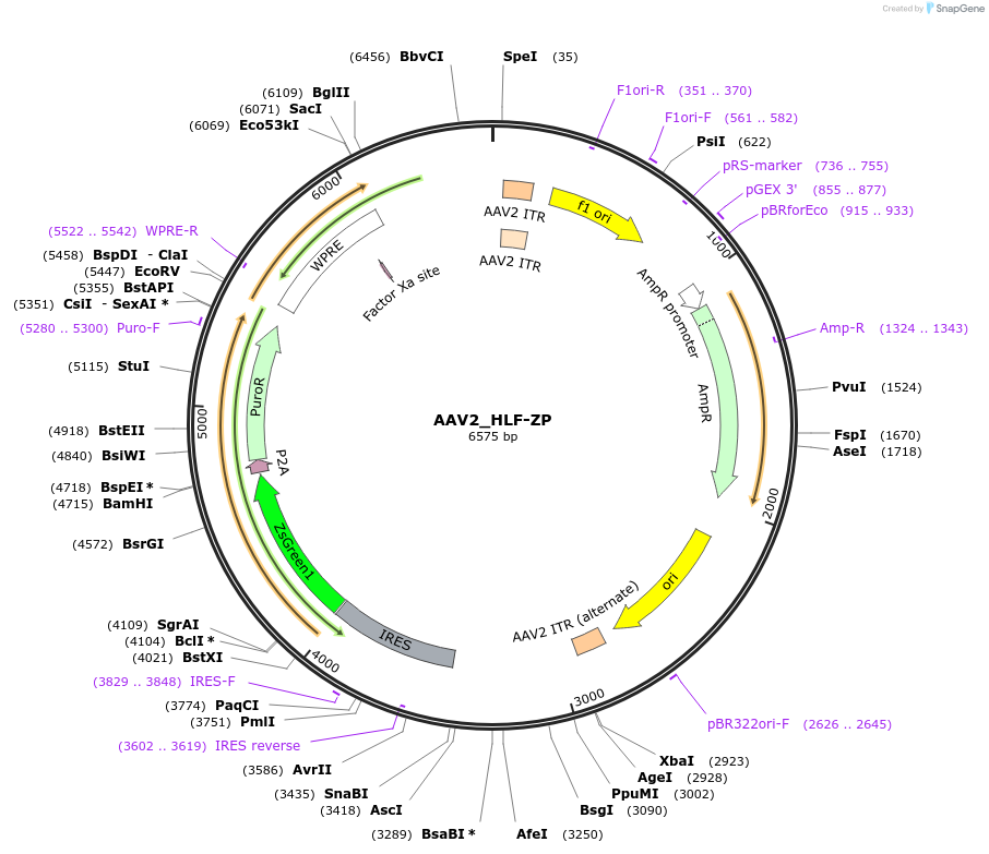 175035-plasmid-map-sequence-id-346346