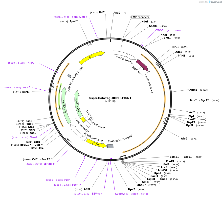 176113-plasmid-map-sequence-id-346366