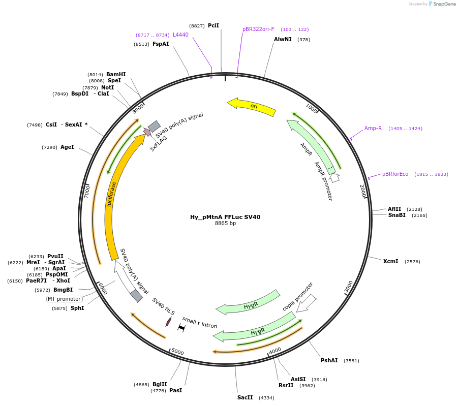 176299-plasmid-map-sequence-id-346367
