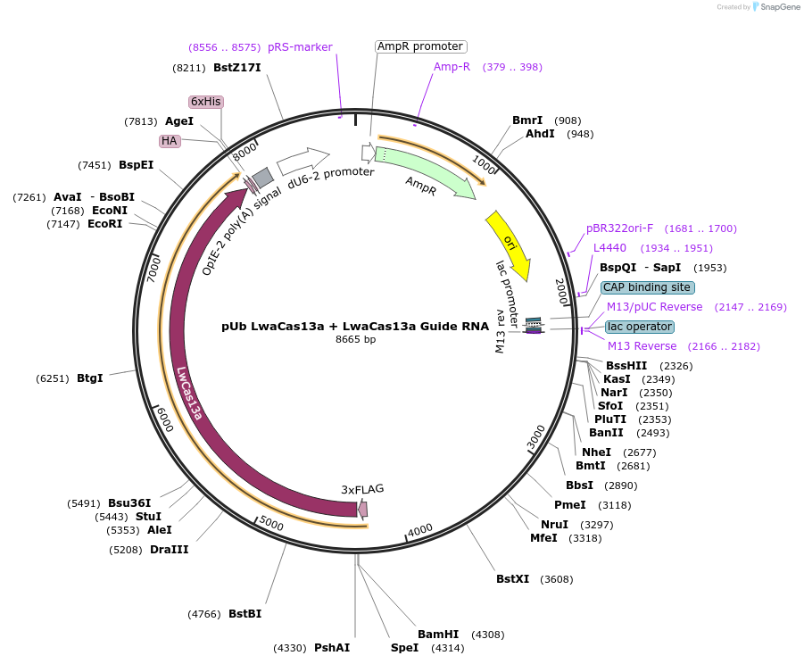 176307-plasmid-map-sequence-id-346369