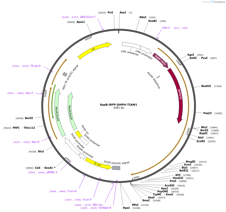 176118-plasmid-map-sequence-id-346370