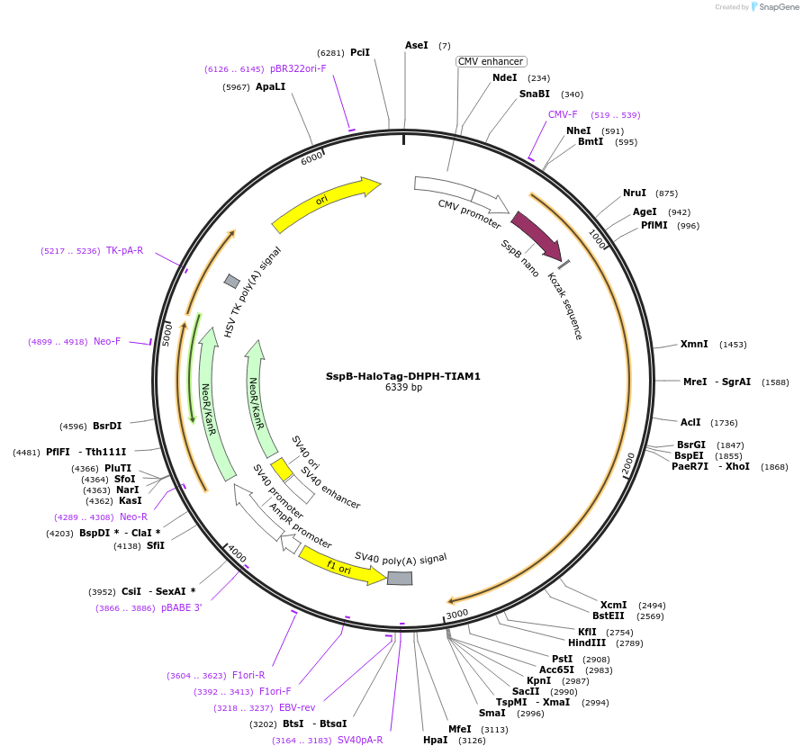 176114-plasmid-map-sequence-id-346371