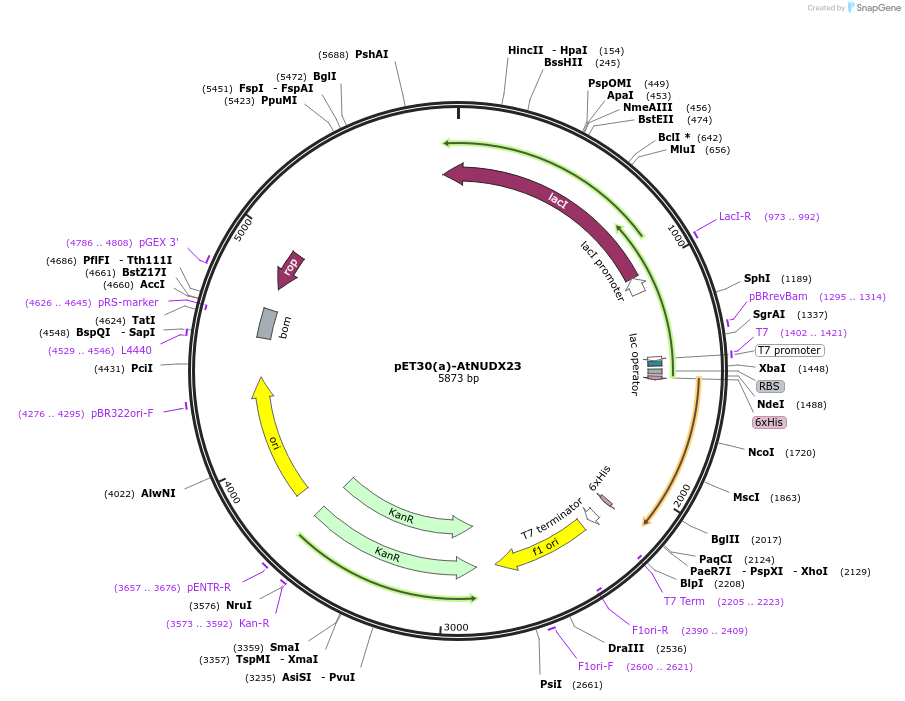 175021-plasmid-map-sequence-id-346372