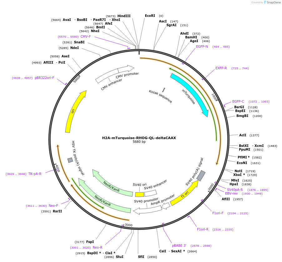 176096-plasmid-map-sequence-id-346373