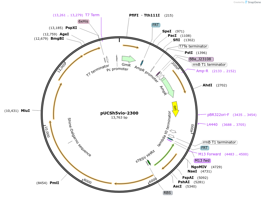 170987-plasmid-map-sequence-id-346381