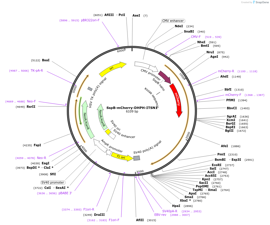 176103-plasmid-map-sequence-id-346382