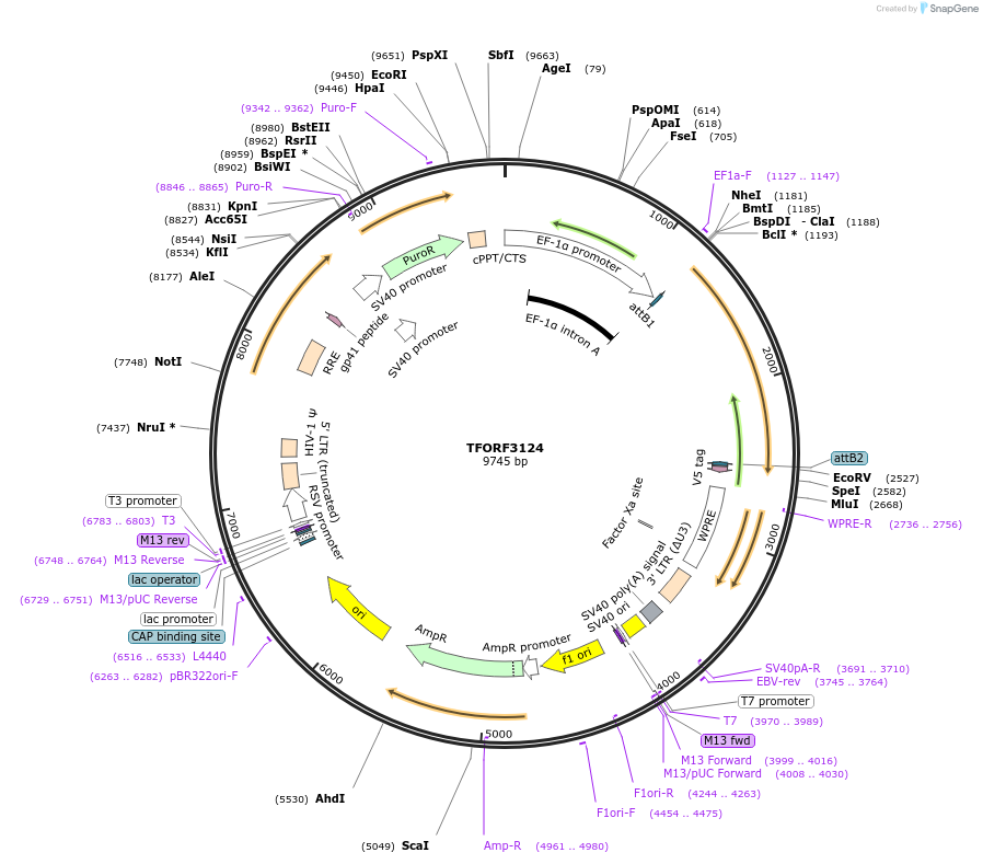 144600-plasmid-map-sequence-id-346384