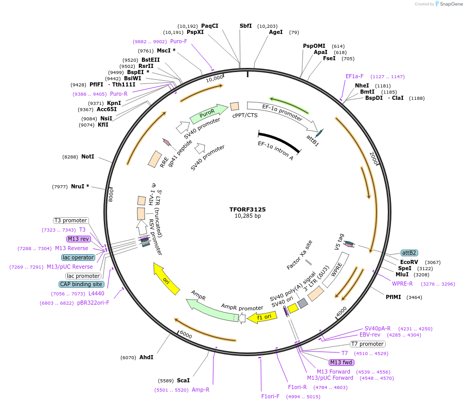 144601-plasmid-map-sequence-id-346385