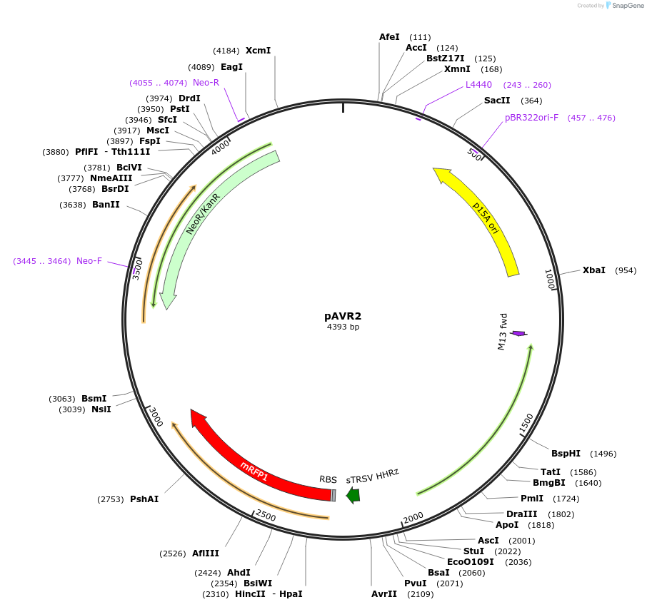 172549-plasmid-map-sequence-id-346390