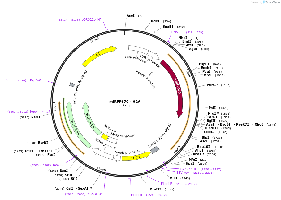 176093-plasmid-map-sequence-id-346391