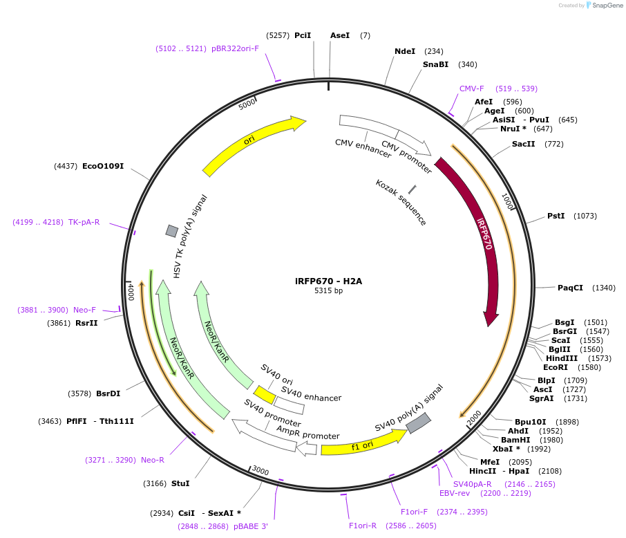 176092-plasmid-map-sequence-id-346396