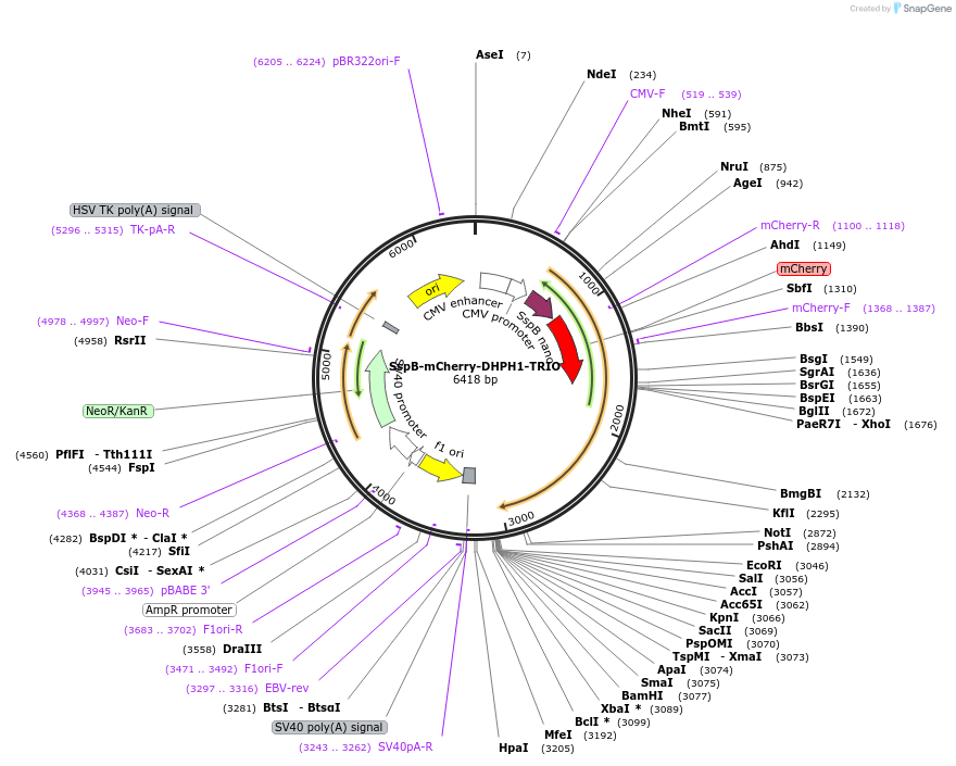 176111-plasmid-map-sequence-id-346496