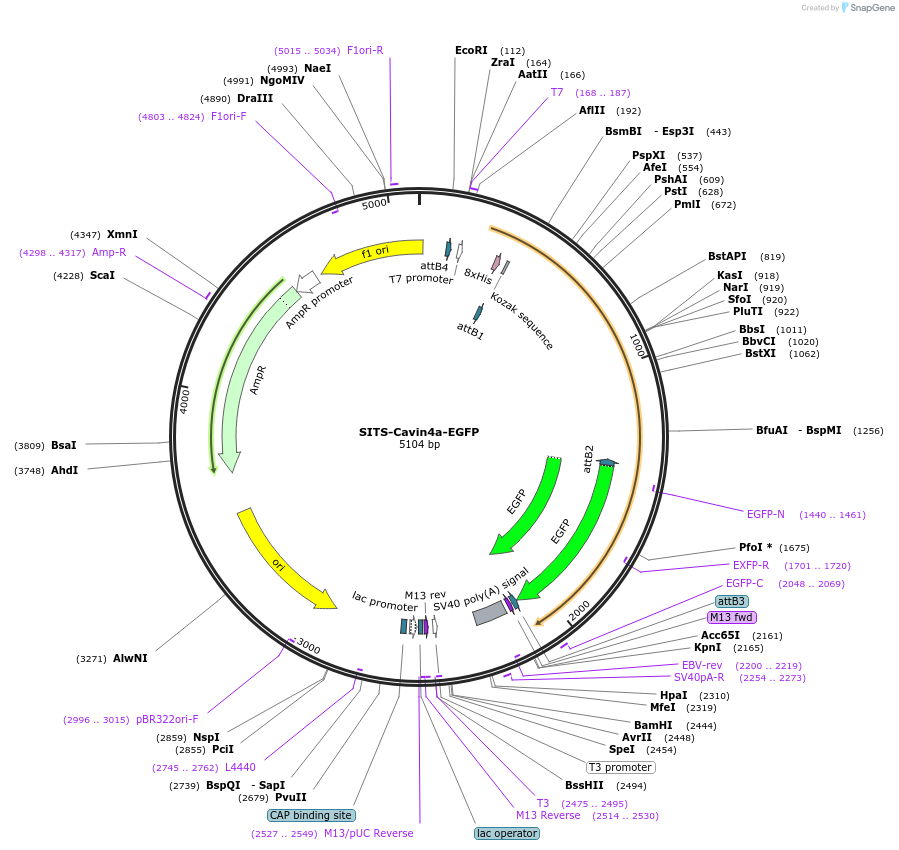 176018-plasmid-map-sequence-id-346505