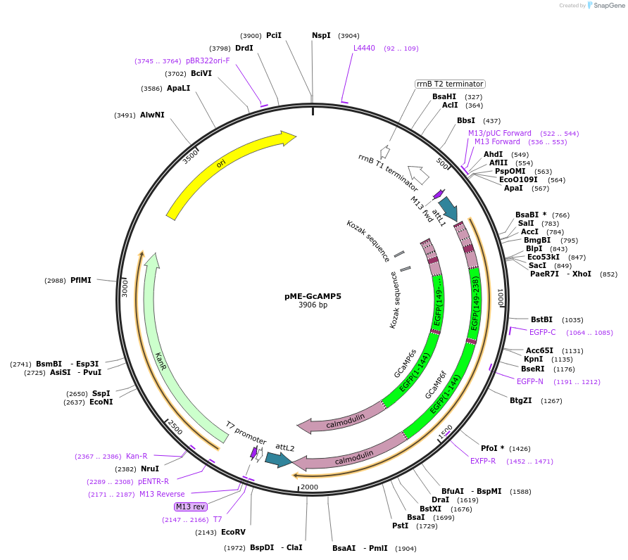 126569-plasmid-map-sequence-id-346509