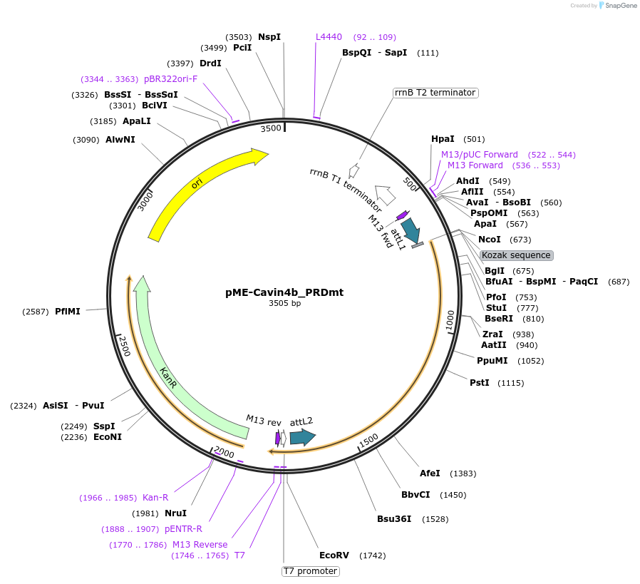 176017-plasmid-map-sequence-id-346511