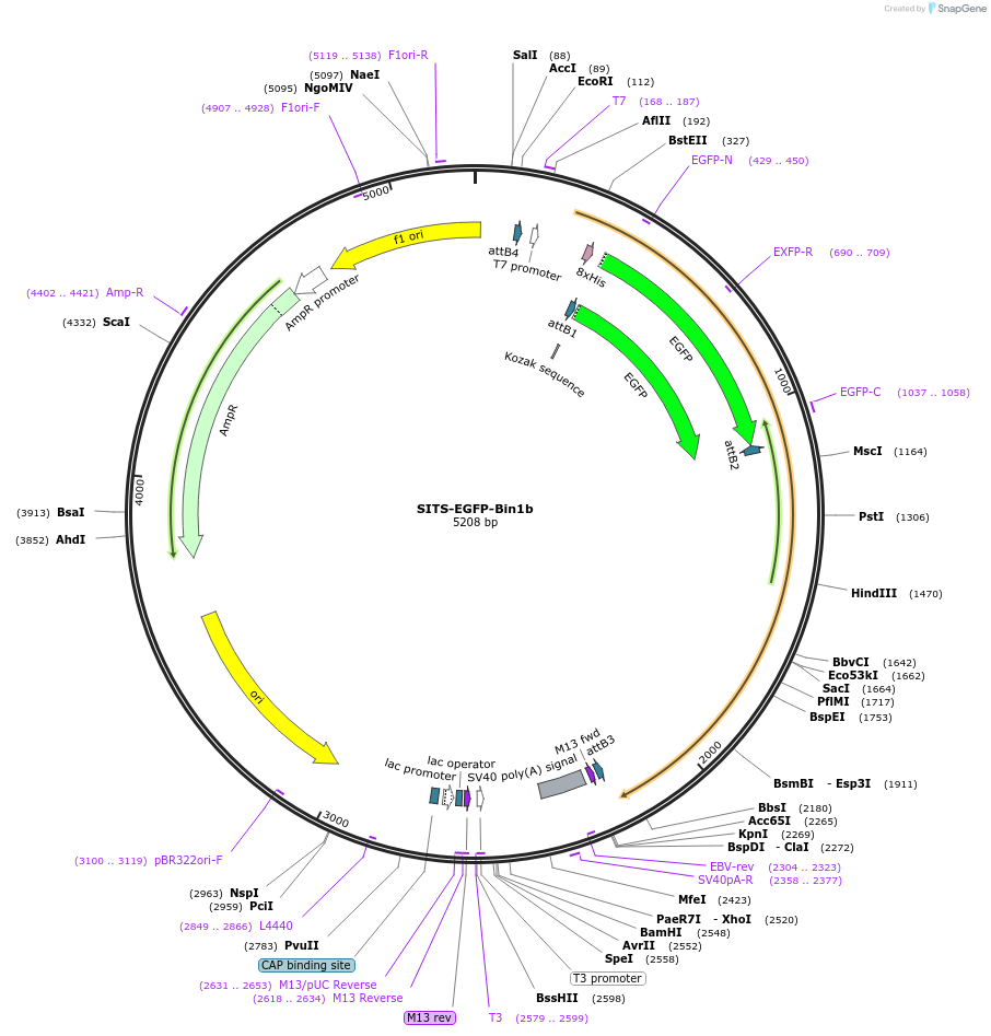 176021-plasmid-map-sequence-id-346525