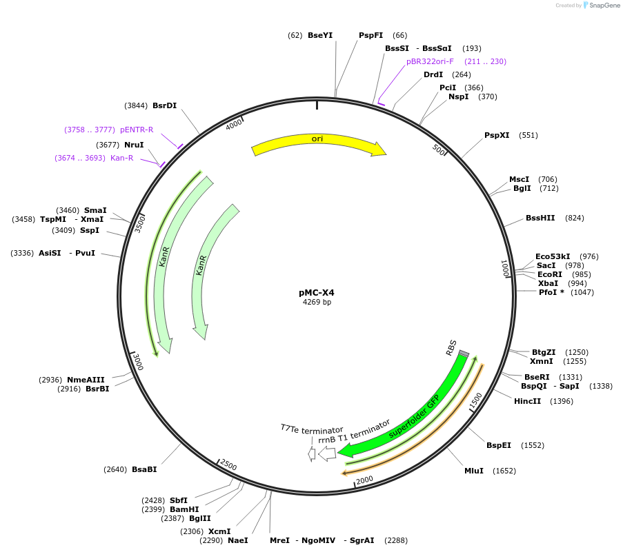 176154-plasmid-map-sequence-id-346536