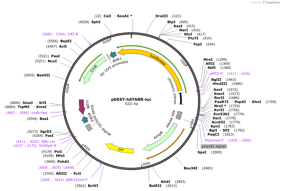 158028-plasmid-map-sequence-id-346540