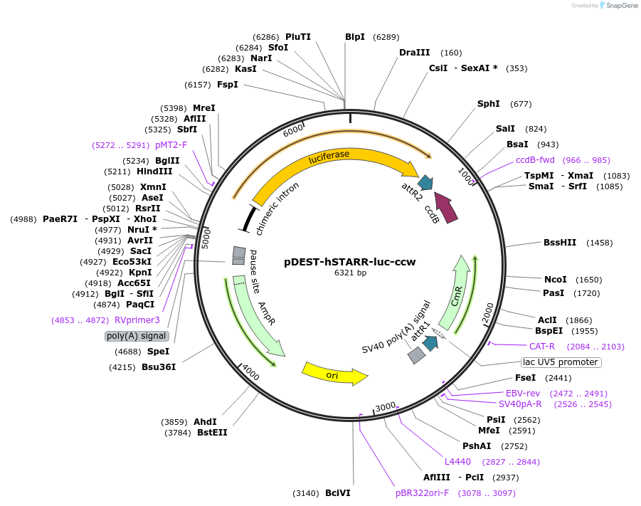 158029-plasmid-map-sequence-id-346541