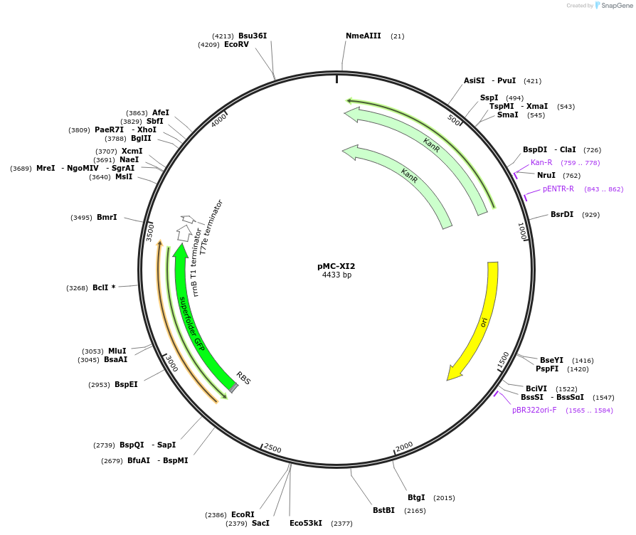 176156-plasmid-map-sequence-id-346545
