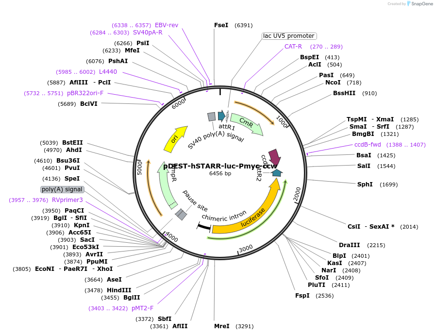 158027-plasmid-map-sequence-id-346546