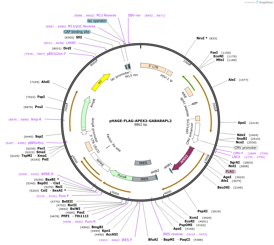 175751-plasmid-map-sequence-id-346548