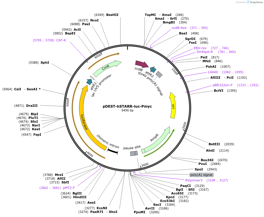 157874-plasmid-map-sequence-id-346549