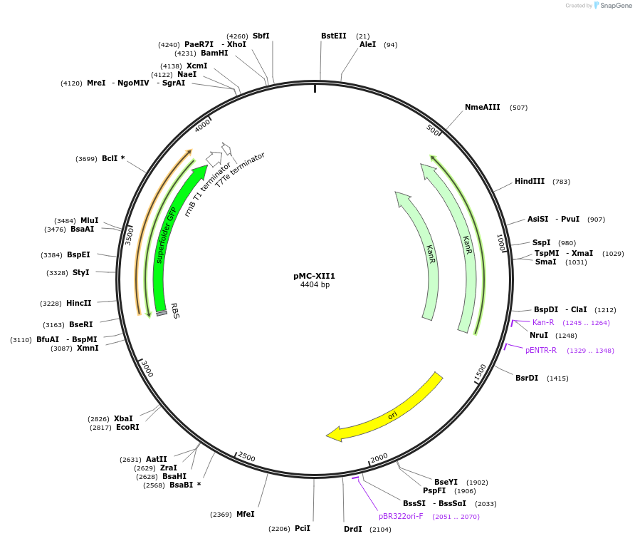 176159-plasmid-map-sequence-id-346554