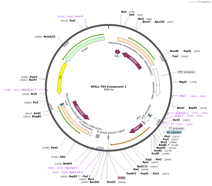 170490-plasmid-map-sequence-id-346555
