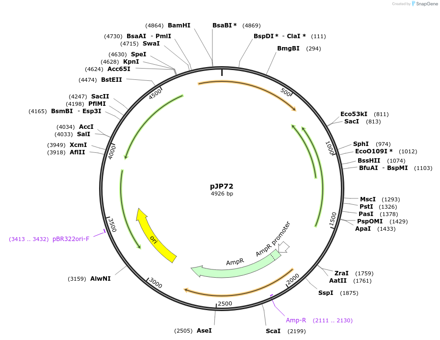 176479-plasmid-map-sequence-id-346558