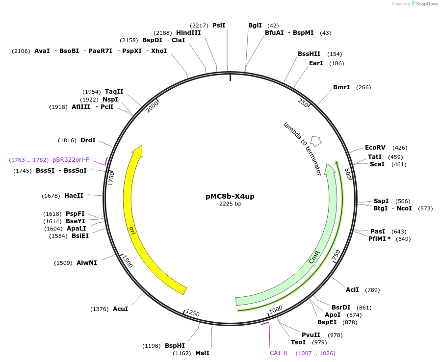 176164-plasmid-map-sequence-id-346560