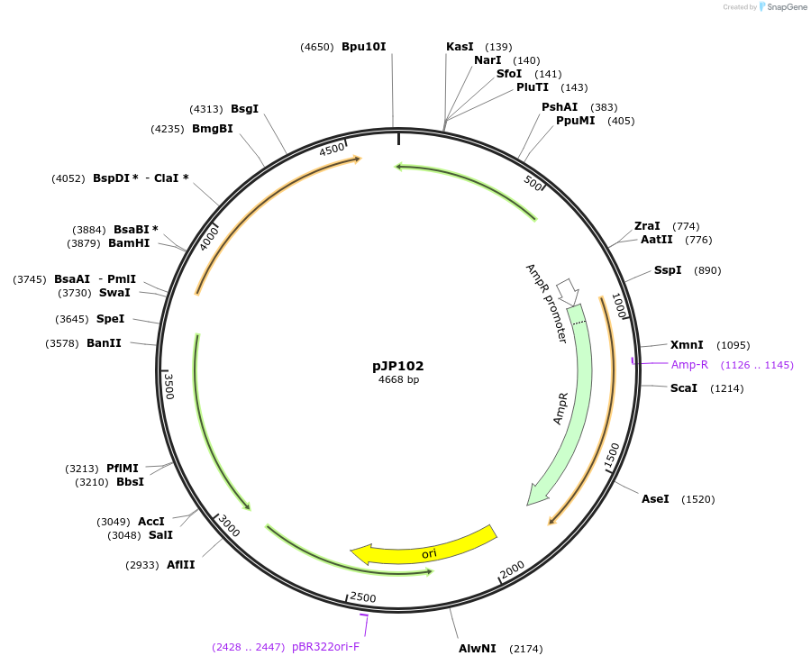 176480-plasmid-map-sequence-id-346562